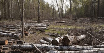 Finland: Google-ägt bolag avverkade 330 hektar skog utan lagkrävd miljöbedömning