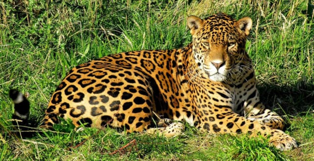 Forskare vill återintroducera jaguar i USA