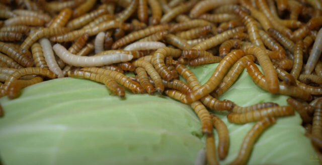 Nordens största insektsfabrik öppnar