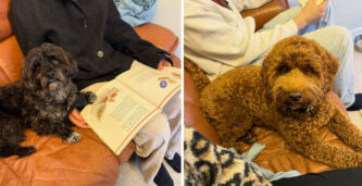 Skolhundar gav färre frånvarande elever