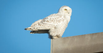 Fjällugglan föreslås utdöd i Sverige
