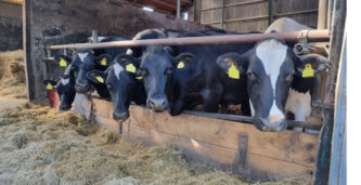 Norsk mejerijätte pausar Bovaer efter larm om sjuka kor