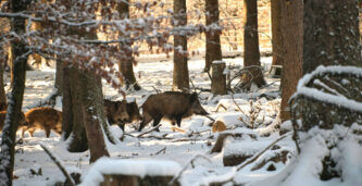 Norge misslyckas med att utrota vildsvin