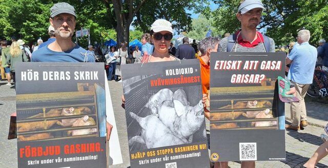 Aktivister i Almedalen håller plakat mot koldioxidgasning av grisar.