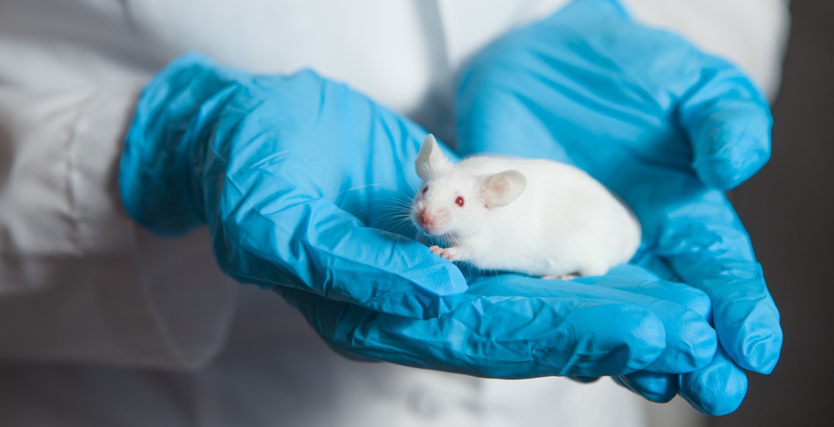 Vit laboratoriemus i händer med blå skyddshandskar