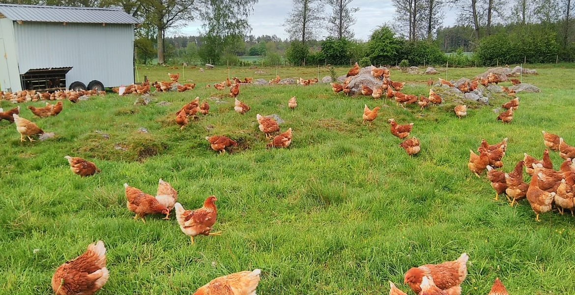 En flock höns på grönbete framför ett mobilt hönshus vid Alvas Naturbete