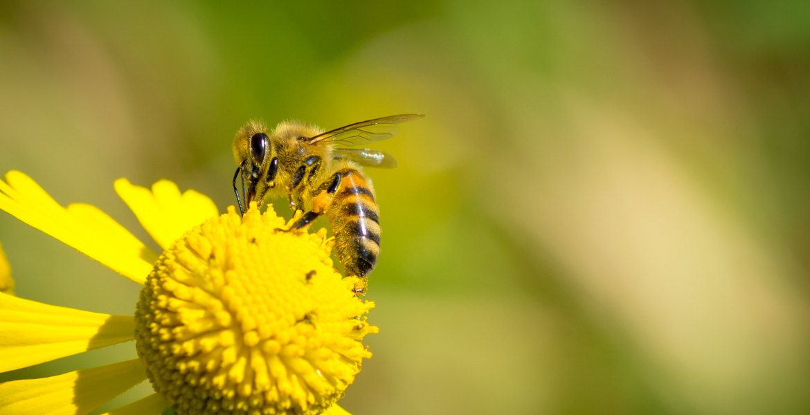 Honungsbi på en gul blomma.
