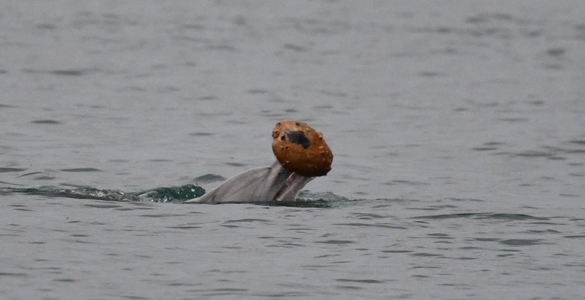 Indopacifisk flasknosdelfin med ett tomt snäckskal i vattnet