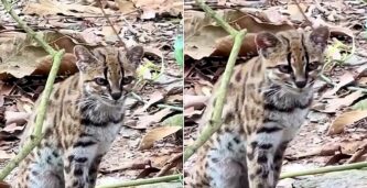Mannen trodde att han räddat en tamkatt – det var en okänd vildkattsart