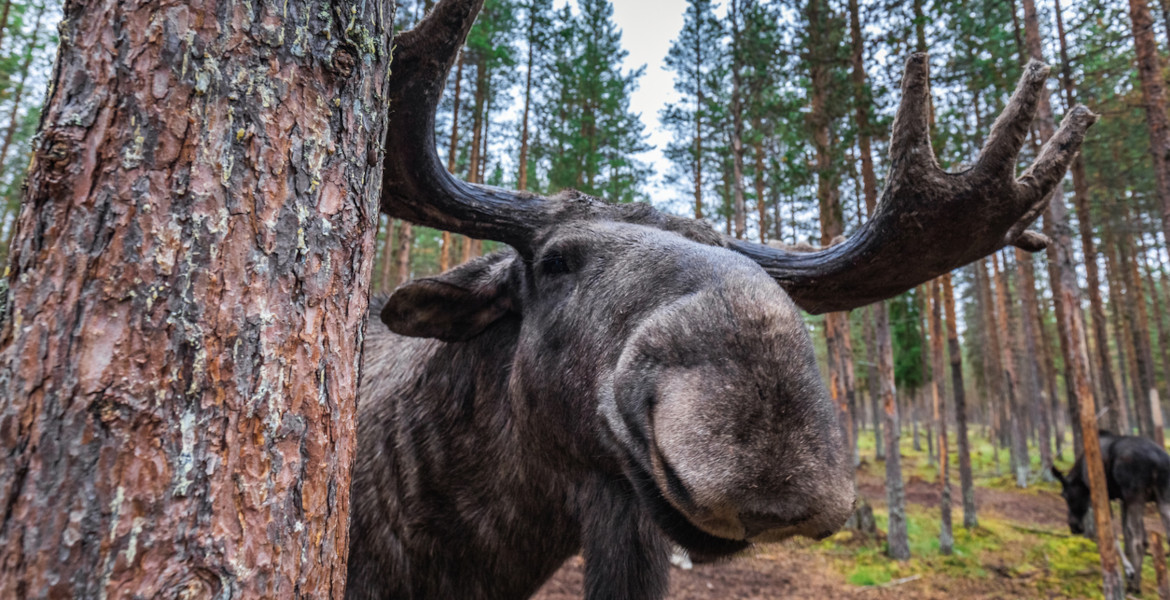 En älgtjur tittar fram bakom en tall i en skog.