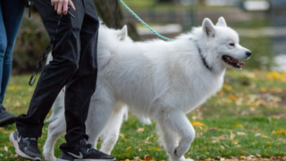 En vit hund i koppel går bredvid en person i mörka byxor på en gångväg med gräs och höstlöv intill.