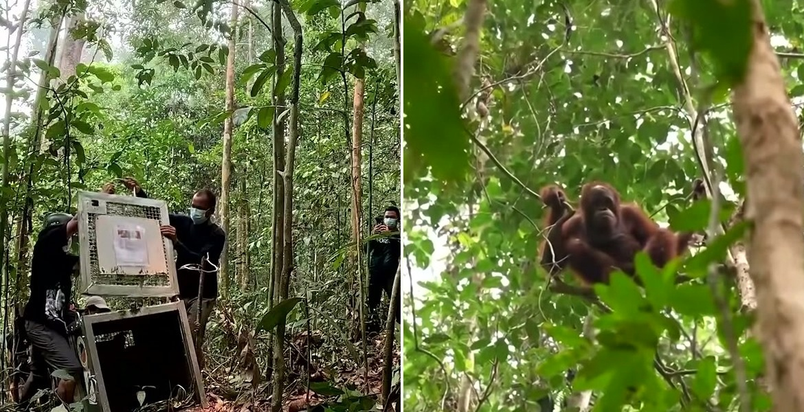 Räddningspersonal vid en öppen transportbur i skogen till vänster och en orangutang med unge bland gröna grenar till höger.