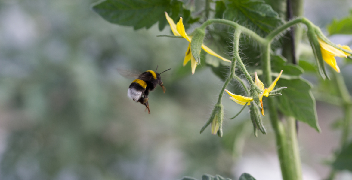 En humla flyger mot gula blommor mot en mjukt oskarp grön bakgrund.