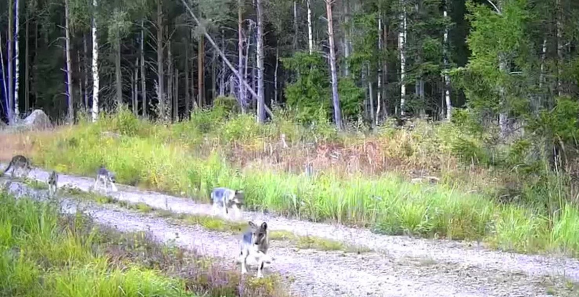 Vargvalpar på en grusväg omgiven av gräs och skog.